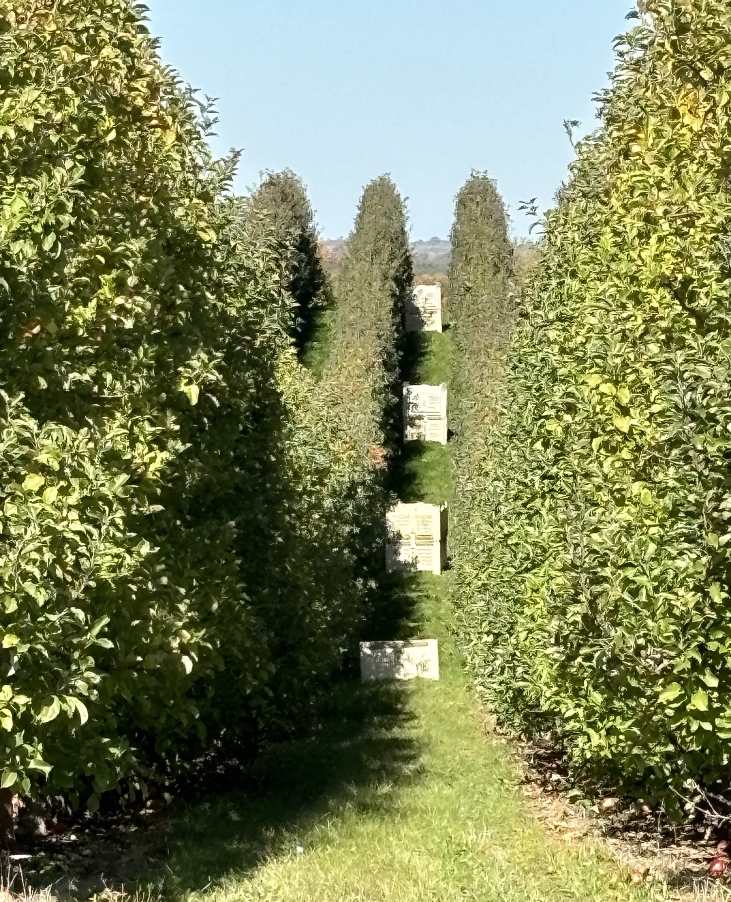 Looking down a row of an apple orchard on a hill.