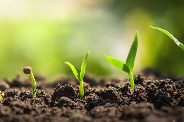 Sprouts Growing from seed