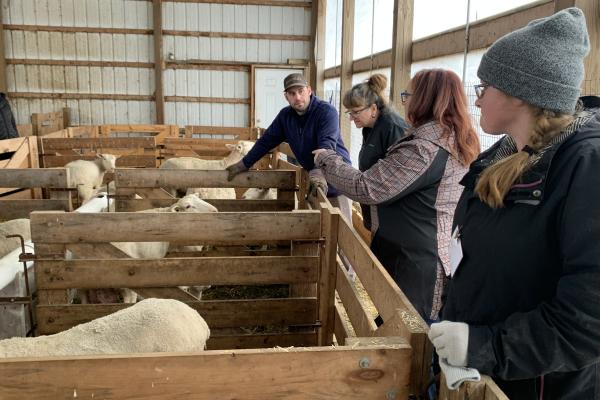 Four young farmers looking at a lamb enclosure in a barn.