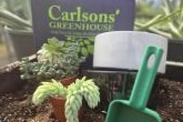 succulent plant project