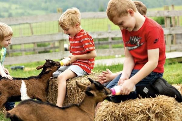 two young boys sitting on hay bales and feeding baby goats