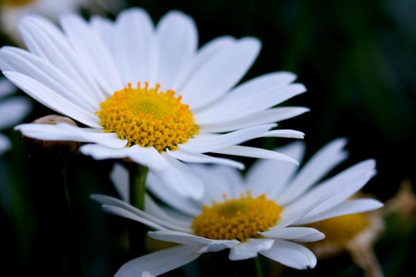 up close landscape photo of two daisies.