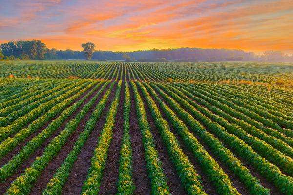 Sunset over a field