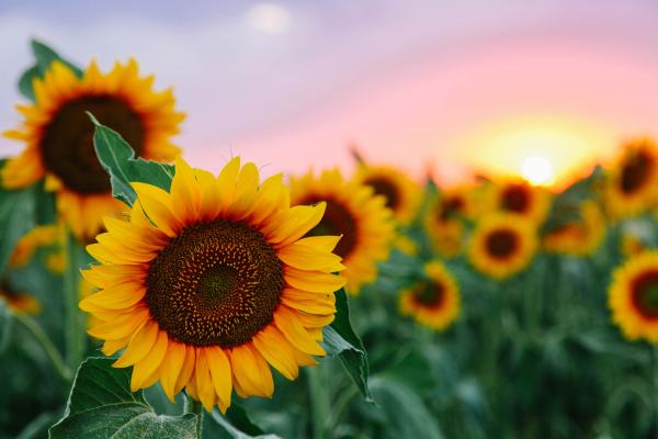 Field of Sunflowers