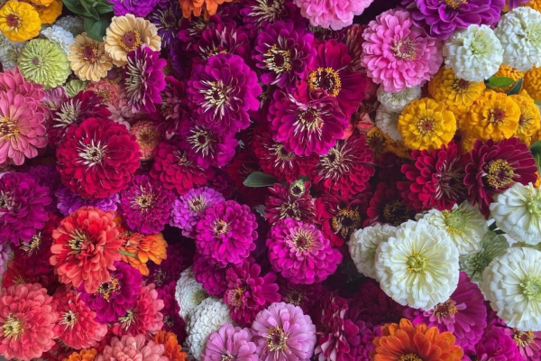 zinnias