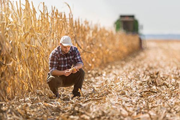 Farmer-Checking-Crop