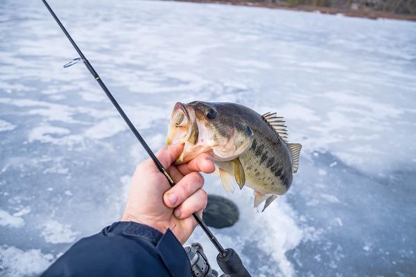 A person's hand holding a fish by the mouth over an ice fishing hole.