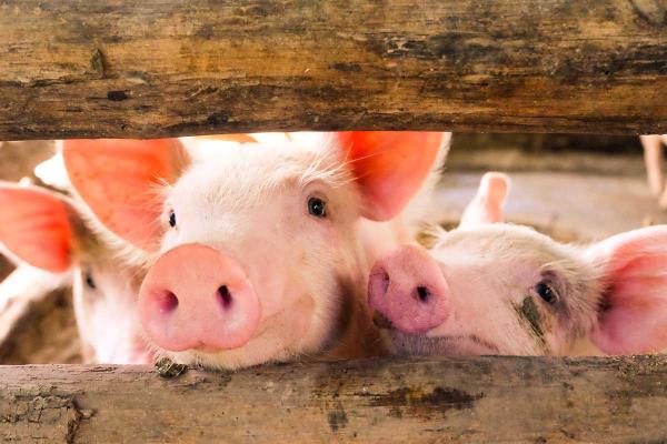 Three piglets looking at the camera through the slats of the fence of their enclosure.