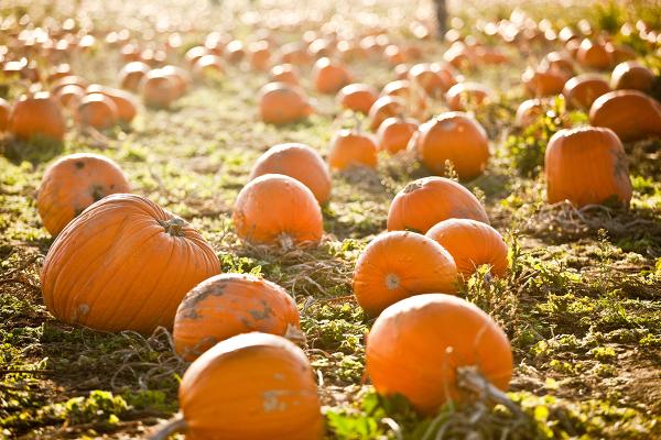 A field filled with harvested pumpkins at sunrise.