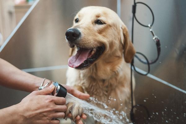 Groomer working with a golden retriver dog in pet grooming salon.
