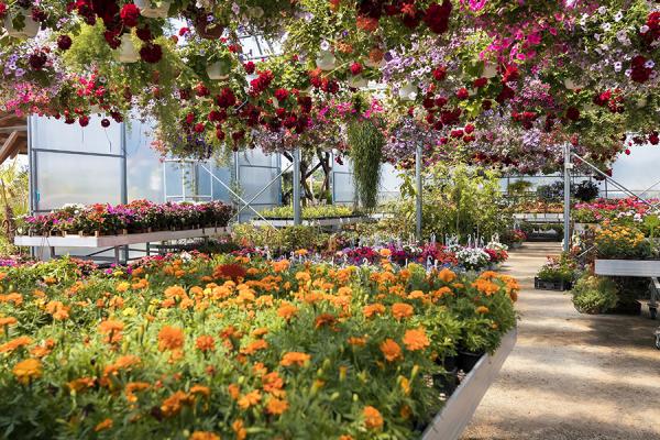 Plants in a greenhouse.