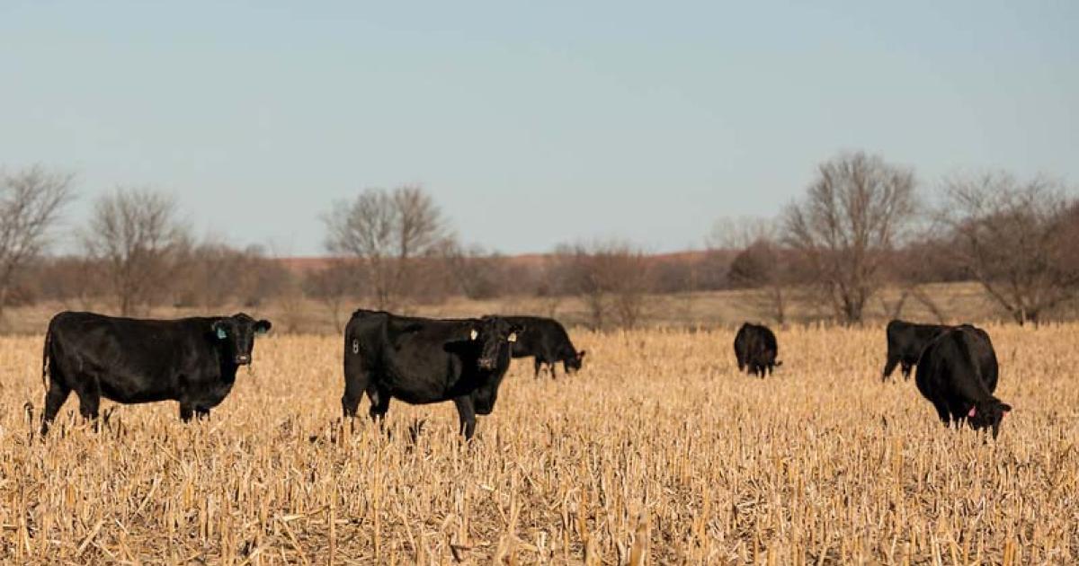 Farm Bureau members join beef, farm produce insurance boards Michigan