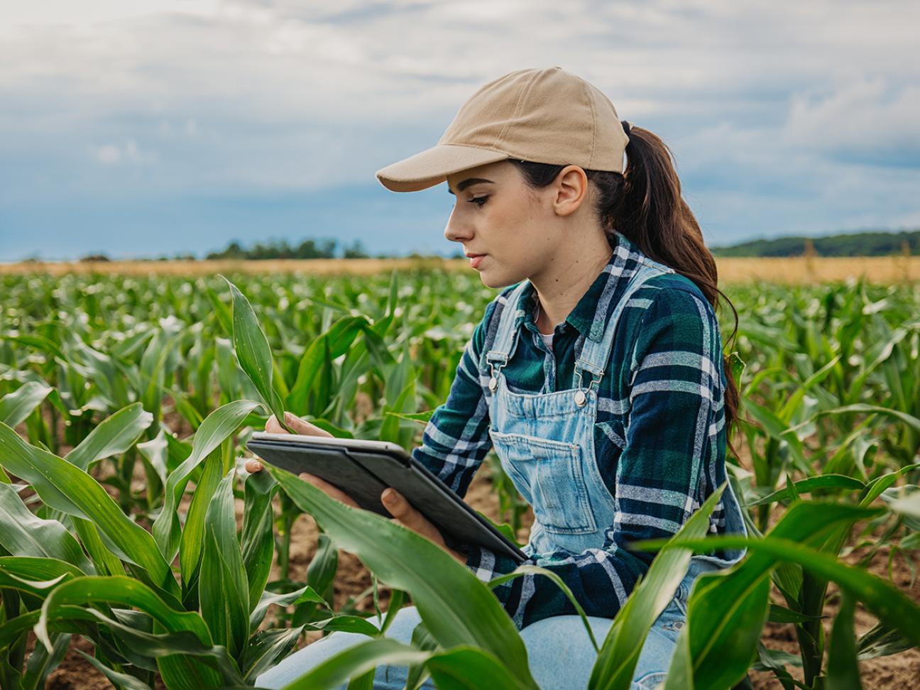 A woman using a table computer while kneeling in a corn field.