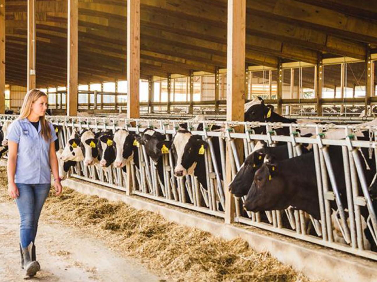 A woman walking next to a freestall cattle enclosure with black cows in it.