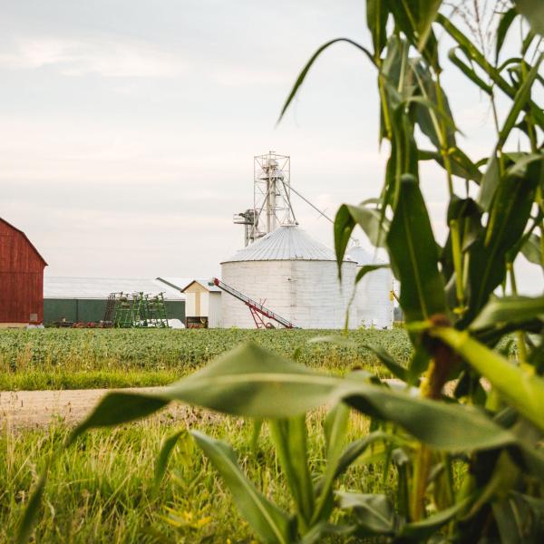 farmland landscape including barns and corn crops