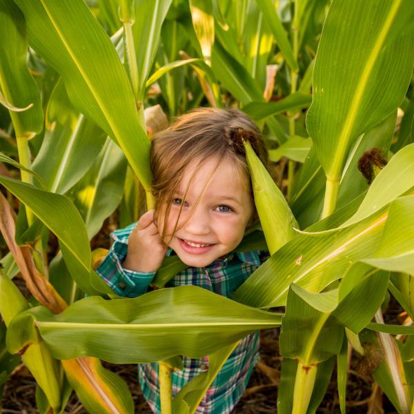 A young child pokes their head out from behind corn stalks.