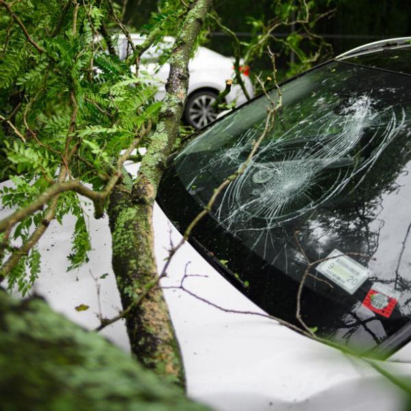 a tree branch is shown fallen on a car with a broken window