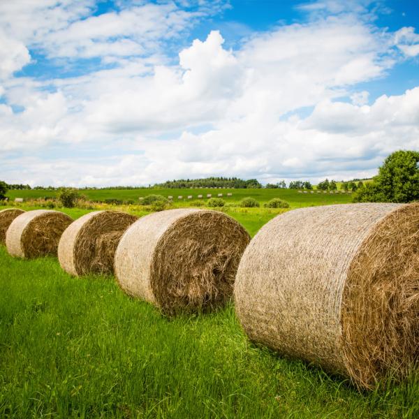 Tidy large bales of hay in a field