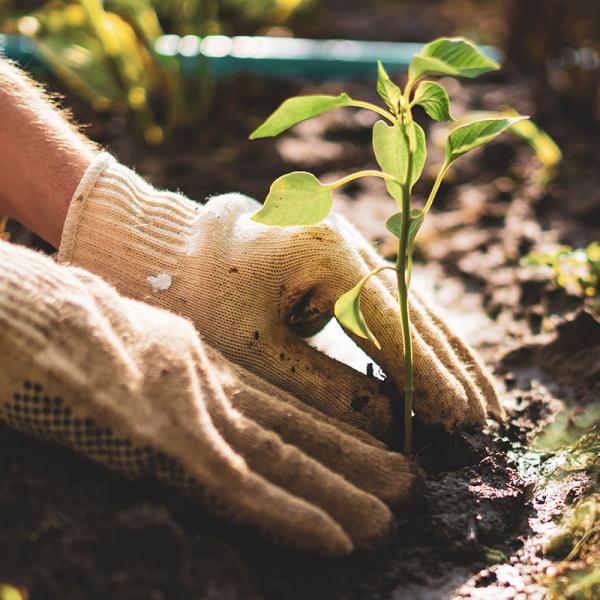Focused view of a person's gloved hands planting a young plant in a garden.