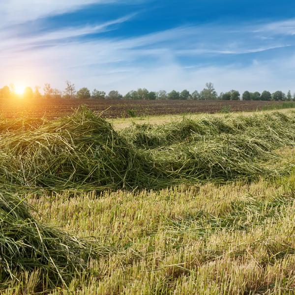 Loose, harvested hay resting in a field at sunrise.