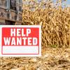 Help wanted sign in corn field.
